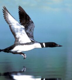 The Loon Center