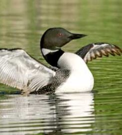 The Loon Center
