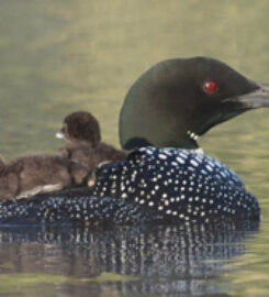 The Loon Center